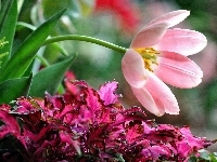 Ogród, Tulipany