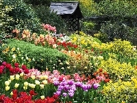 Tulipany, Ogród, Altanka