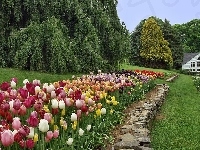 Ogród, Kolorowe, Tulipany, Dom