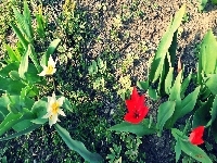 Tulipany, Ogród, Rośliny
