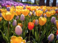 Tulipany, Kolorowe, Rozświetlone, Ogród