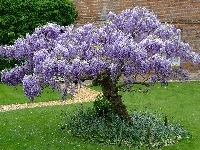 Ogród, Wisteria