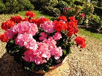 Ogródek, Pelargonie
