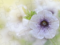 Petunia ogrodowa, Kwiat, Biało-fioletowy