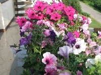 Petunia ogrodowa, Balkon