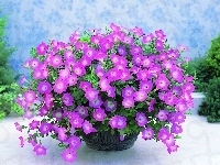 Petunia ogrodowa, Doniczka