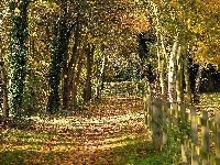 Ogrodzenie, Leśna, Dróżka, Jesień