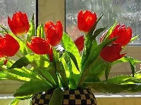 Bukiet, Okno, Tulipanów