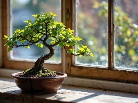 Parapet, Drzewko, Bonsai, Okno