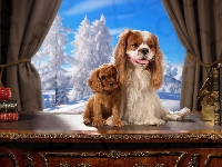 Okno, Pieski, Słodkie, Cavalier King Charles Spaniel, Zima, Książki