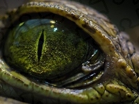 Oko, Krokodyla