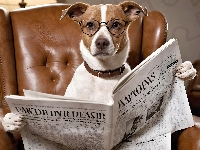 Gazeta, Pies, Grafika, Jack Russell terrier, Fotel, Okulary