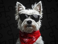 Okulary, Biały, Czarne, Chustka, West highland white terrier, Pies, Czerwona