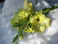 Żółta, Gladiola
