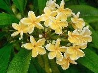 Żółta, Plumeria