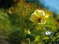 RóżA, Żółta, Bokeh