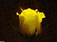 Róża, Żółta, Kwiat