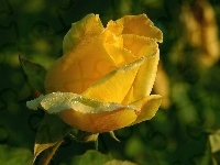 Różą, Żółta, Rosa