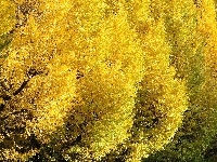 Żółte, Drzewa