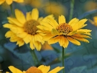 Żółte, Kwiaty