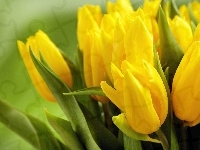 Żółte, Tulipany