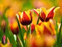 Żółte, Tulipany