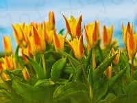 Żółte, Tulipany