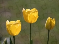 Żółte, Tulipany