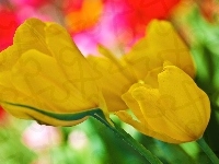 Żółte, Tulipany