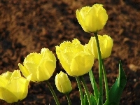 Żółte, Tulipany