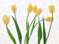 Żółte, Tulipany
