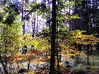 Żółte, Wysokie, Liście, Las, Drzewa, Zielone
