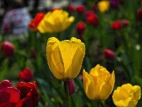 Czerwone, Żółte, Tulipany