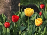 Czerwone, Żółte, Tulipany