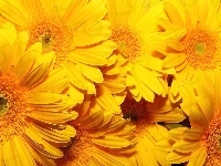 Kwiaty, Żółte, Gerbery