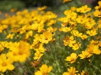 Kwiaty, Żółte, Nachyłek