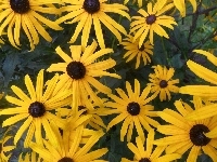 Kwiaty, Żółte, Rudbekia