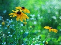 Kwiaty, Żółte, Rudbekia