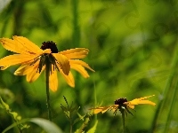 Kwiaty, Żółte, Rudbekia