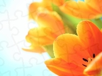 Pomarańczowe, Żółte, Tulipany