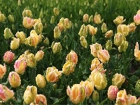 Różowe, Żółte, Tulipany
