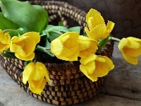Tulipany, Żółte, Koszyczek