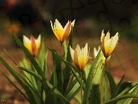 Tulipany, Żółte, Kwiaty