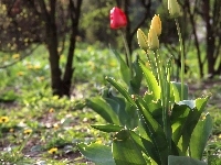 Tulipany, Żółte, Kwiaty