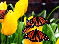 Tulipany, Żółte, Motyle