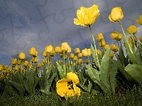 Tulipany, Żółte, Plantacja