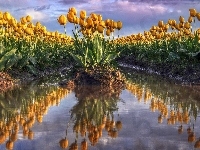 Tulipany, Żółte, Pole