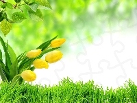 Tulipany, Żółte, Trawa