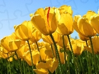 Tulipany, Żółte, Uprawa