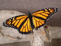 Czarny, Żółto, Motyl